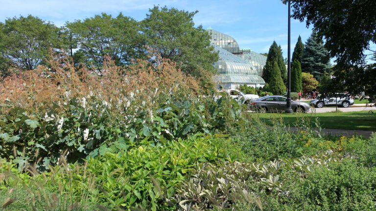 Grandmother's Garden